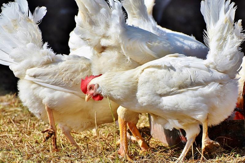 Betere schatting introductiemoment vogelgriep op pluimveebedrijven