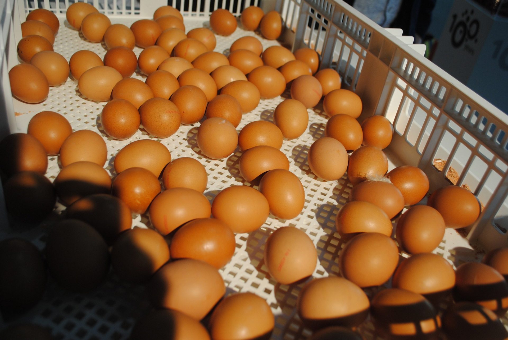 Eieren duurder in de winkel, maar de boer ontvangt minder