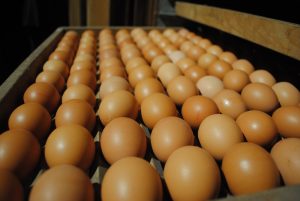 marktprijzen eierlokaal