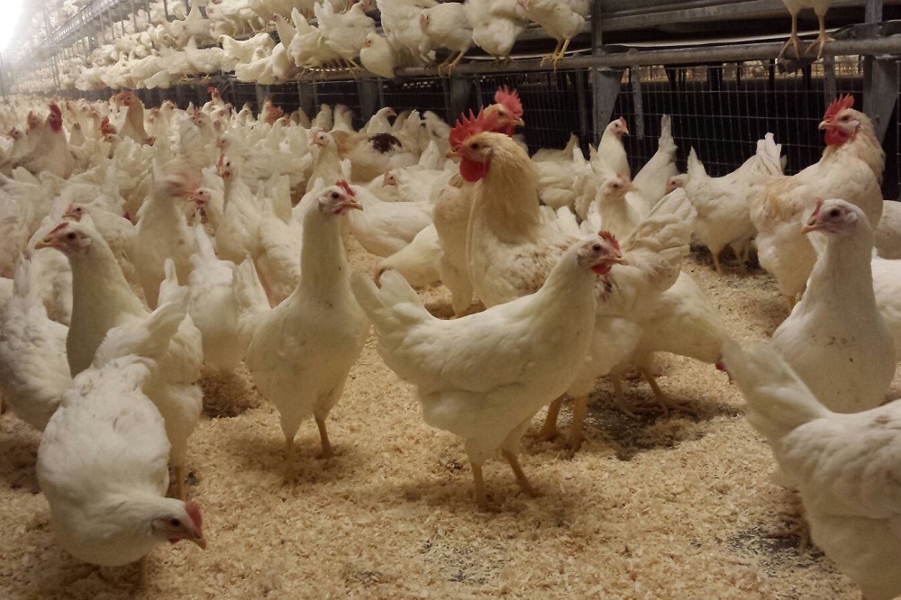 Vogelgriep: 17 landen sluiten hun markt voor Belgisch pluimvee