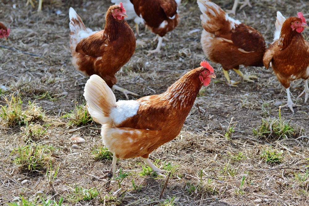 Hoe krijgen kippen vogelgriep?