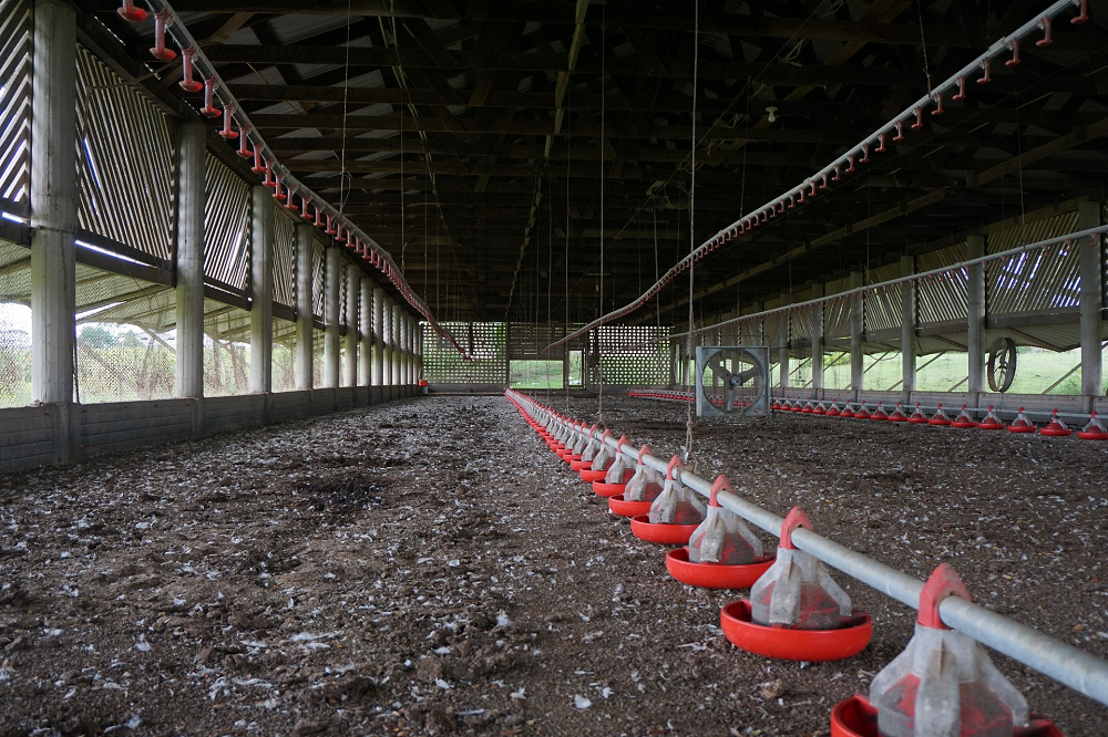 Restricties in België na vogelgriepuitbraak kalkoenbedrijf in Weert