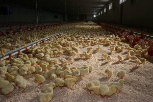 Sterke daling van het antibioticagebruik in de veehouderij