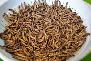 Pluimveemest als mogelijke voedingsbron voor insectenkweek