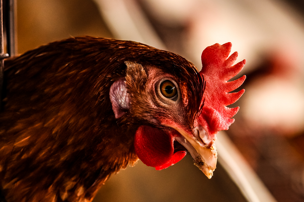 Pluimveesector: Grote zorgen over vogelgriepsituatie