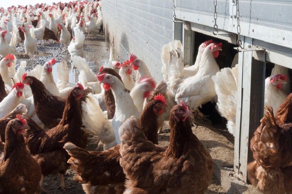 Nederland: ‘Farmaceuten willen investeren in vogelgriepvaccin’