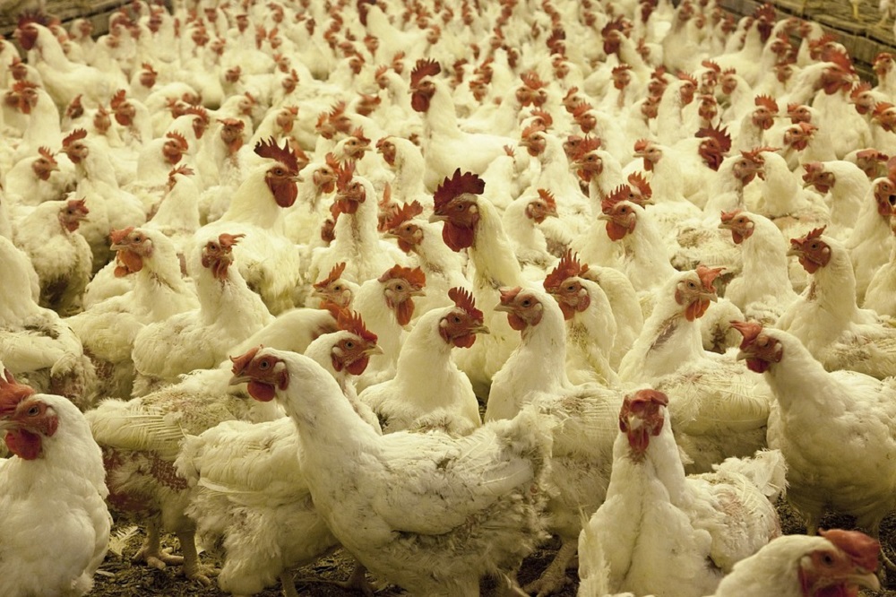 Risico op vogelgriep in Nederland nu ‘zeer hoog’