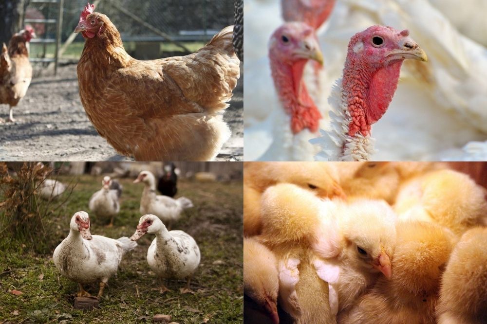 Klinische verschijnselen recente uitbraken vogelgriep (H5N1)