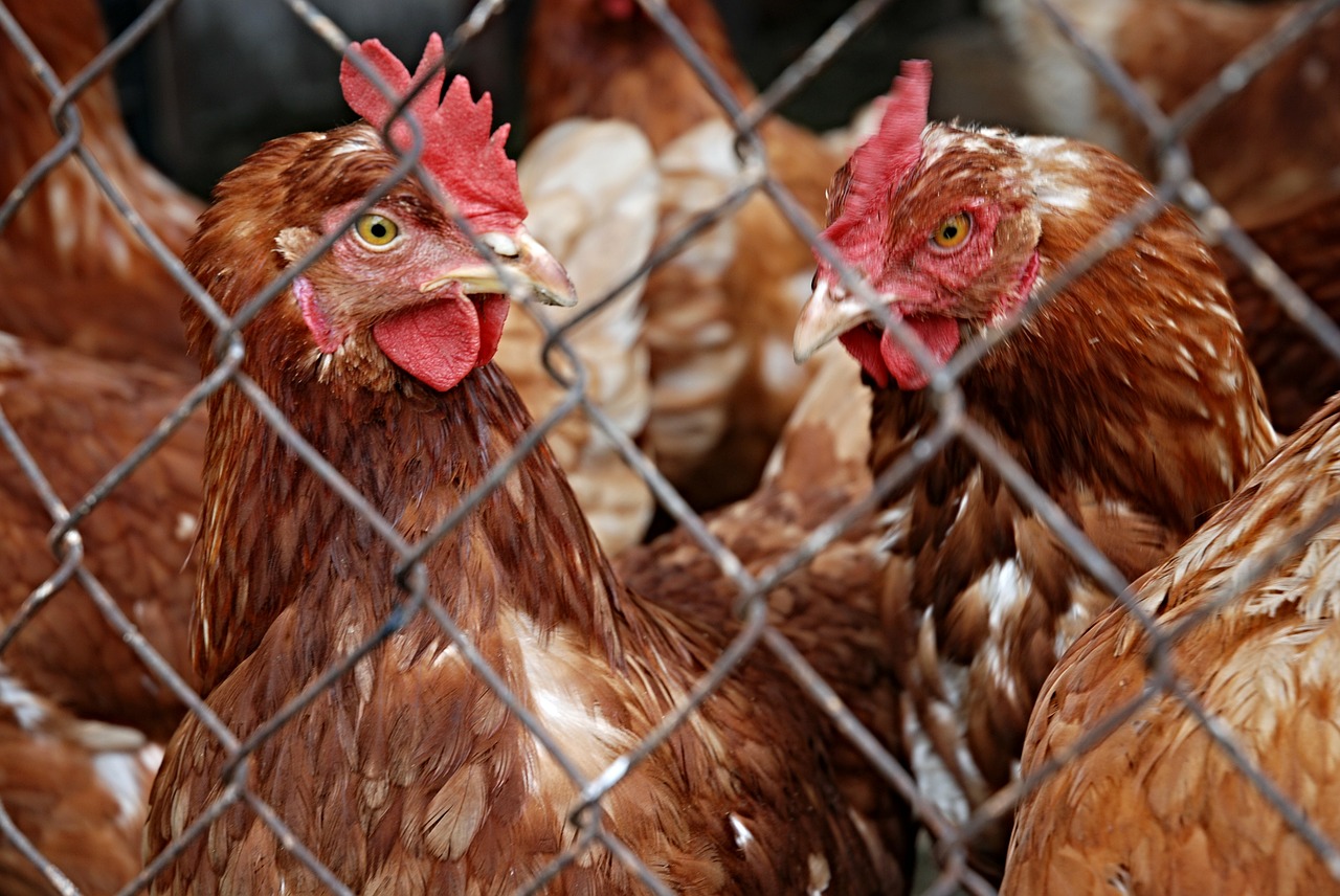 Vogelgriep buurlanden: Veel uitbraken in Nederland, Frankrijk ruimt 2,5 miljoen dieren