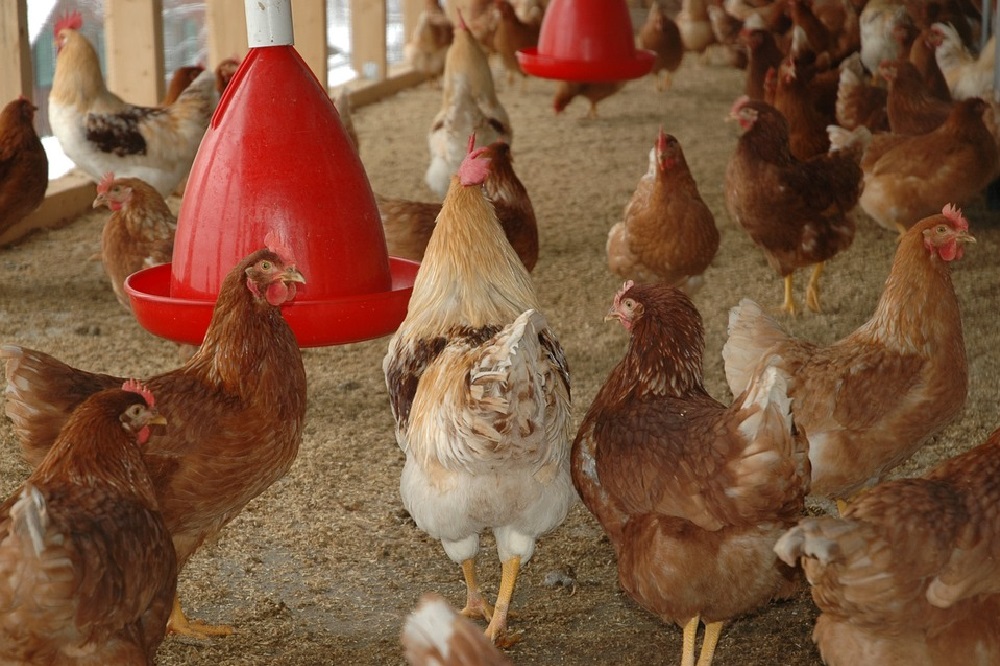 KNMvD pleit voor snelle start vaccineren van pluimvee tegen vogelgriep