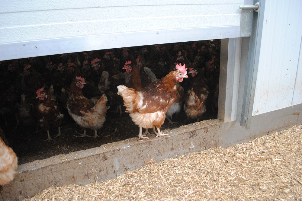 Vogelgriep in Nederland blijft probleem, Duitse kippen weer naar buiten