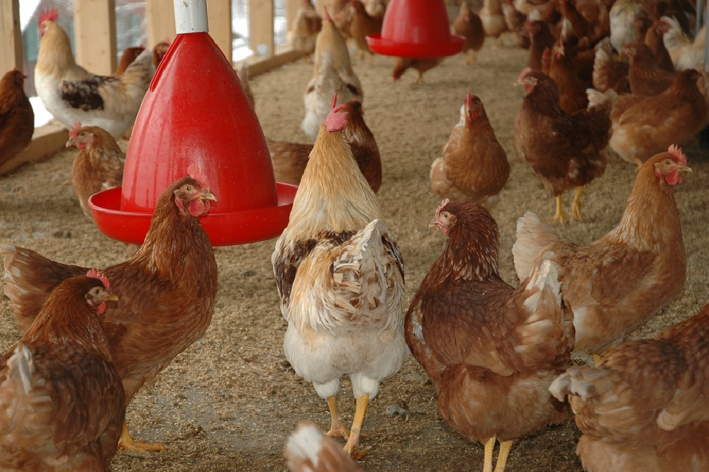 België vraagt opnieuw zijn vogelgriepvrije status aan