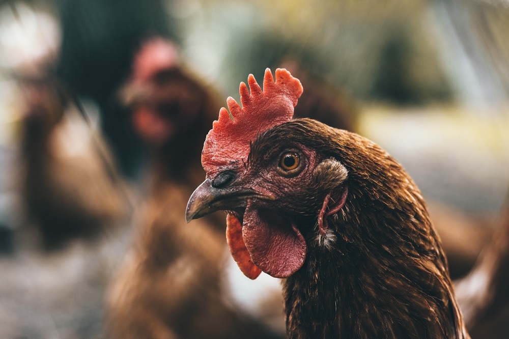 Frankrijk beleeft de ergste episode van vogelgriep in zijn geschiedenis