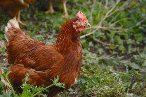 ‘Begroeiing in uitloop kan risico op vogelgriep helpen verminderen’