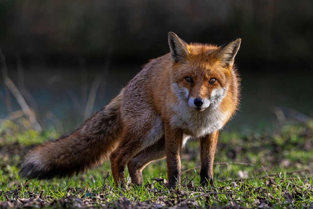 Vogelgriepvirus bij vossen aangepast aan zoogdieren