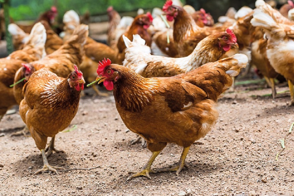 Drie nieuwe besmettingen H5N1 vogelgriep