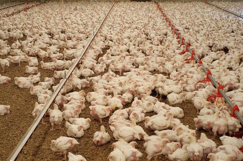 Ondanks de nodige onzekerheden is het vooruitzicht voor de vleespluimveehouderij positief