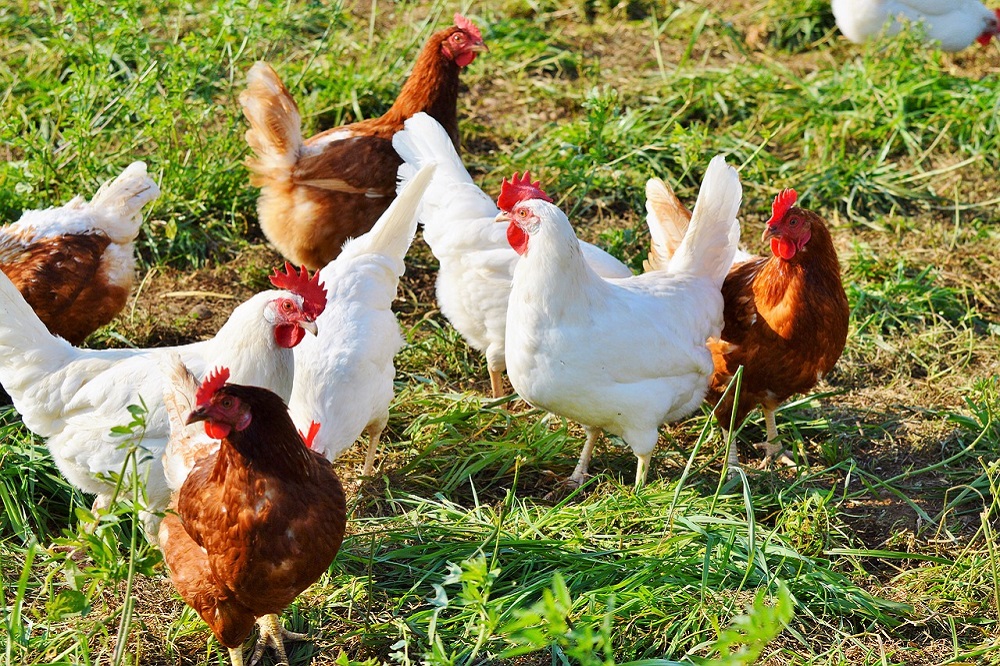 Colruyt steunt met solidariteitjes pluimveehouders tijdens de vogelgriep